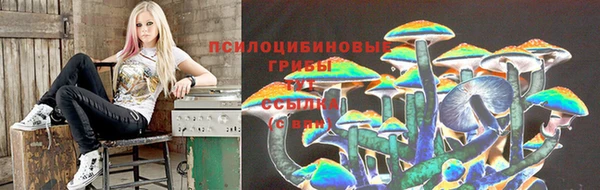прущие грибы Абинск